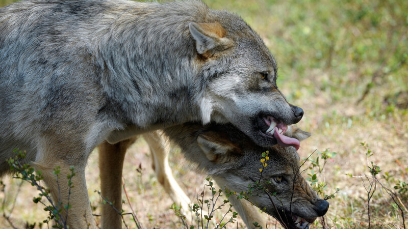 Two Wolves Fighting — Gray, Aggressive, Afternoon