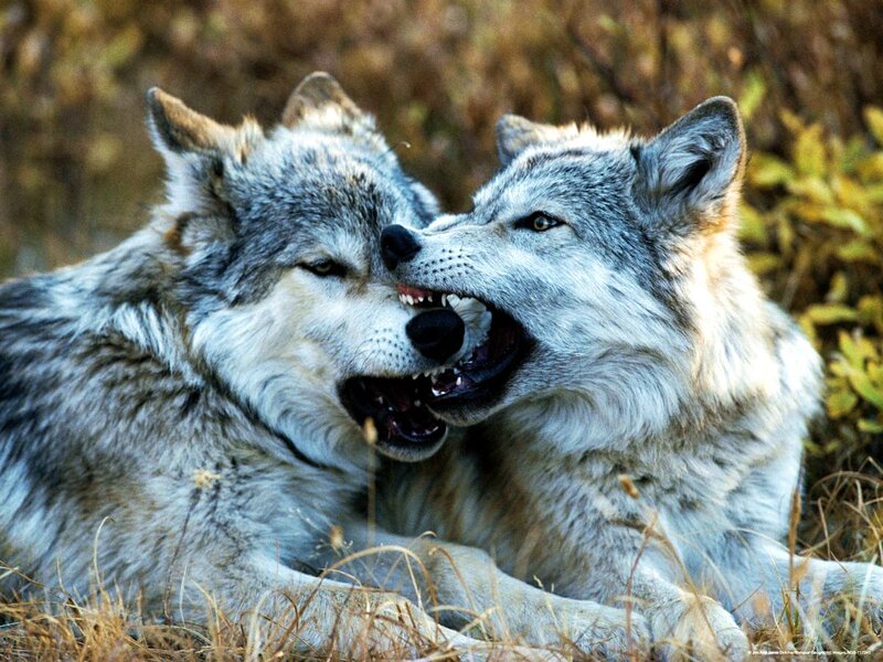 Two Wolves Fighting — Gray, Aggressive, Autumn