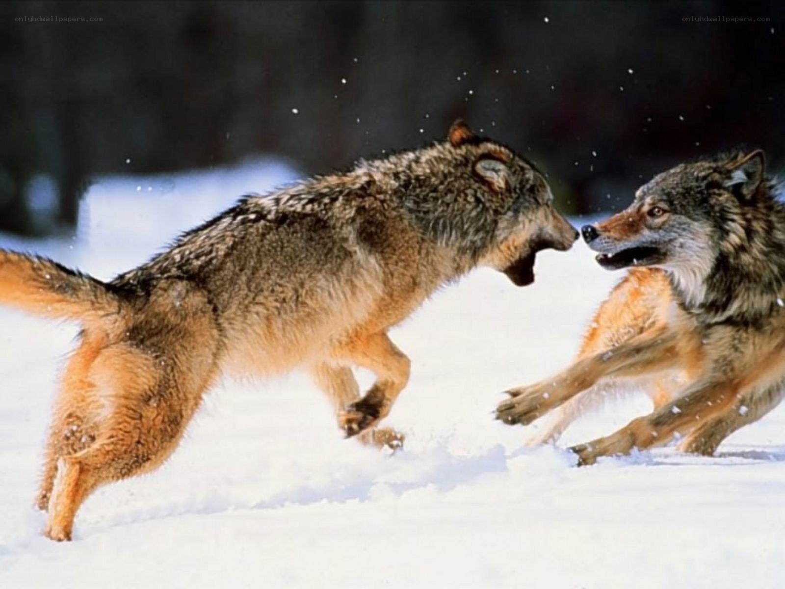 Two wolves fighting in snow