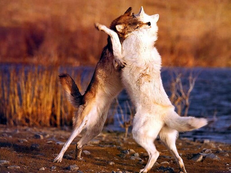 Two wolves fighting