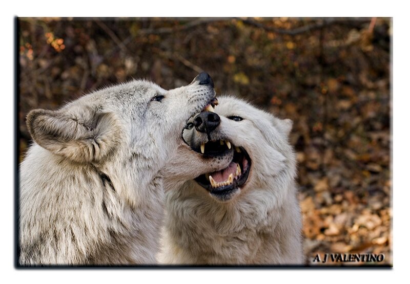 Two Wolves Fighting — White, Aggressive, Autumn