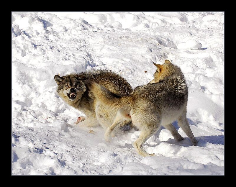 Two Wolves Fighting — White, Aggressive, Winter, Photograph, Snow, Frost