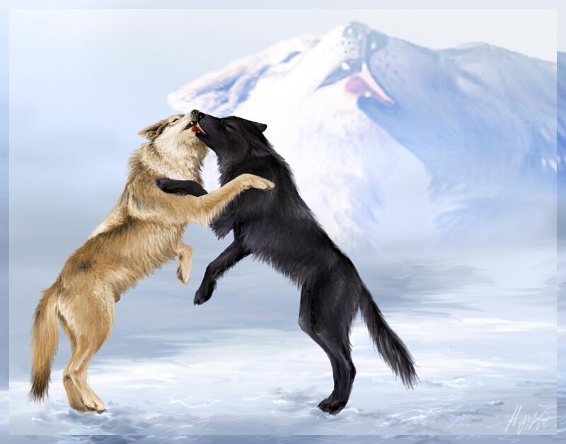 Two Wolves Fighting — White, Dramatic