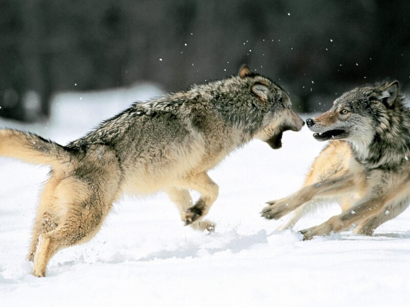 Two Wolves Fighting — White, Dramatic, Winter, Photograph, Snow, Forest, Gray