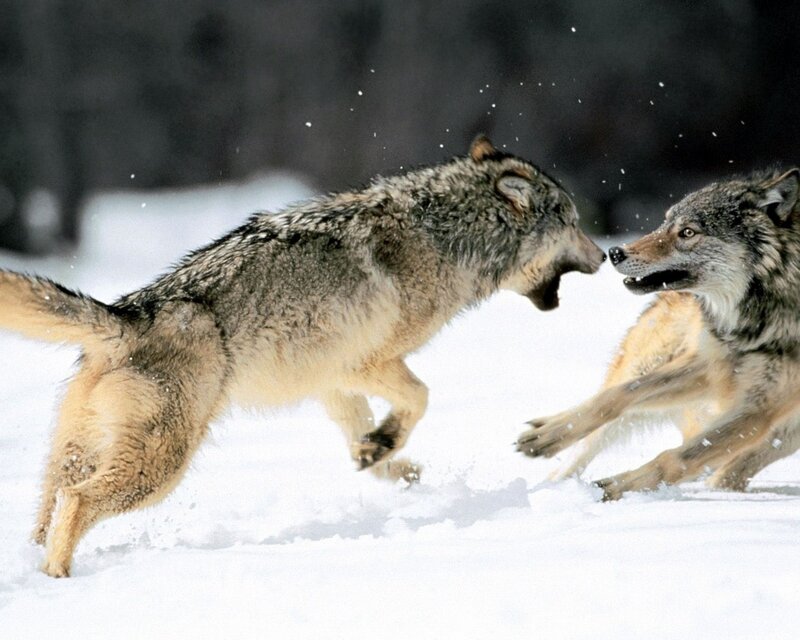 Two Wolves Fighting — White, Dramatic, Winter, Photograph, Snow, Forest