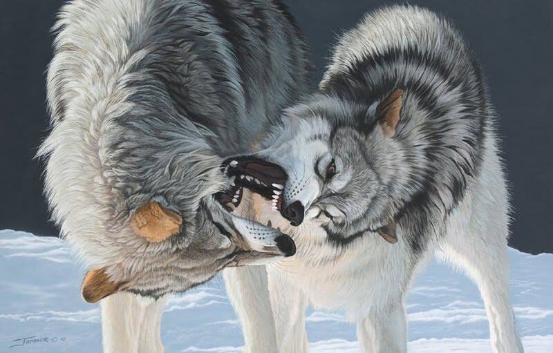 Two Wolves Fighting — White, Dramatic, Winter
