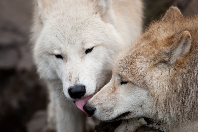 Two Wolves Grooming