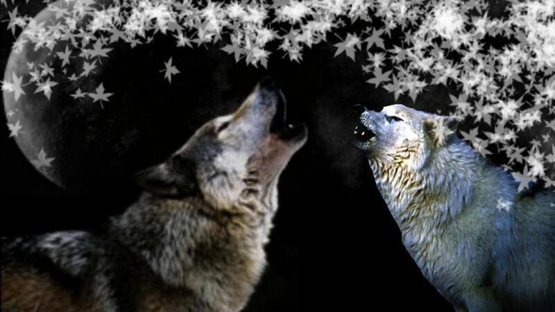 Two Wolves Howling — Black, Dramatic, Night, Digital Art, Moon, Stars