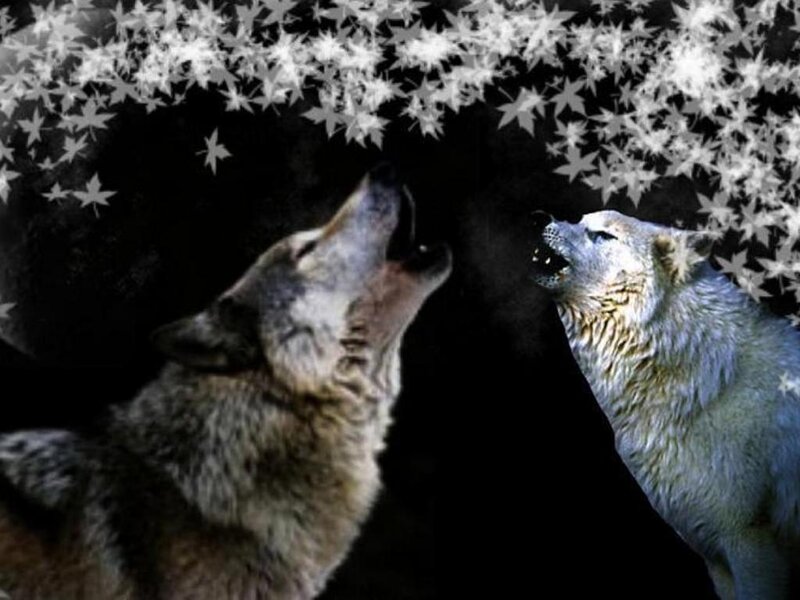 Two Wolves Howling — Black, Dramatic, Night, Digital Art, Stars