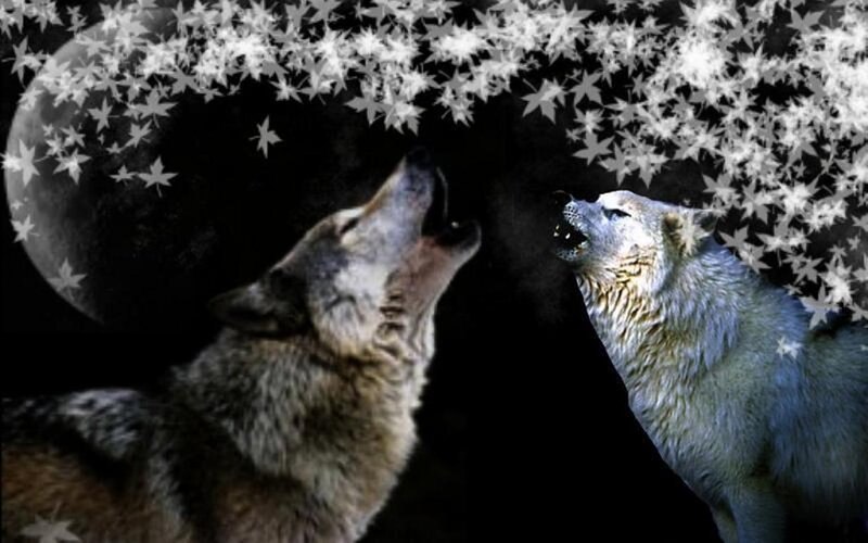 Two Wolves Howling — Black, Dramatic, Night, Digital Art