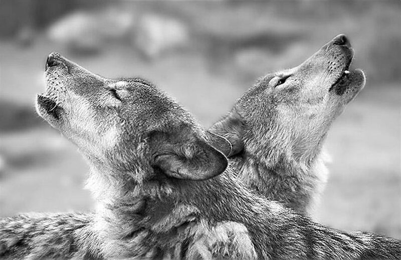 Two Wolves Howling — Black, Dramatic, Photograph