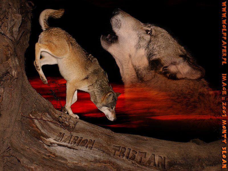 Two Wolves Howling — Black, Dramatic