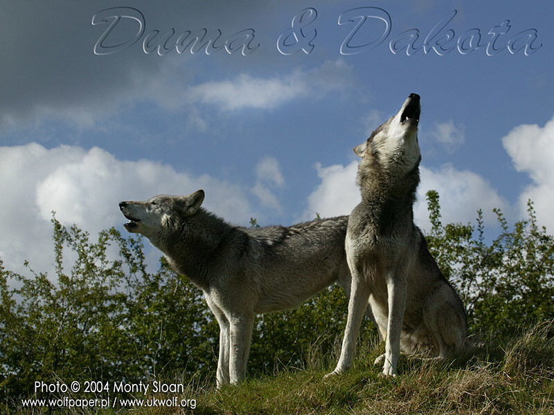 Two Wolves Howling — Blue, Dramatic, Afternoon