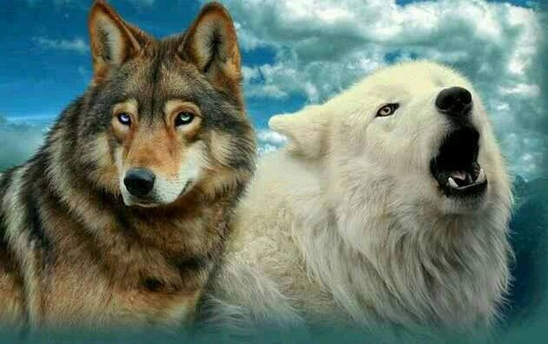 Two Wolves Howling — Blue, Dramatic, Digital Art