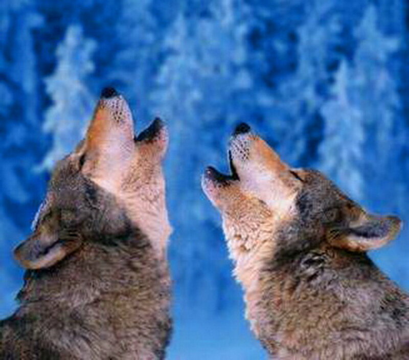 Two Wolves Howling — Blue, Dramatic, Winter