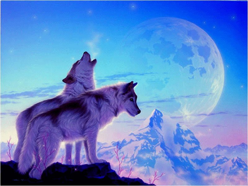 Two Wolves Howling — Blue, Serene, Night