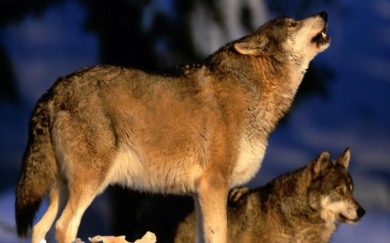 Two Wolves Howling — Brown, Dramatic, Night, Photograph