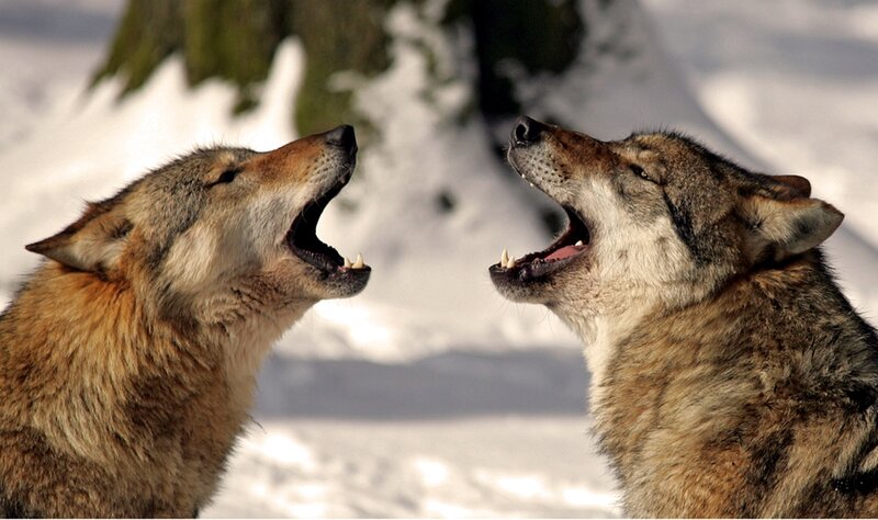 Two Wolves Howling — Brown, Dramatic