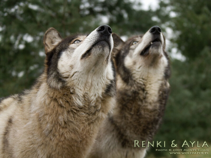 Two Wolves Howling — Brown