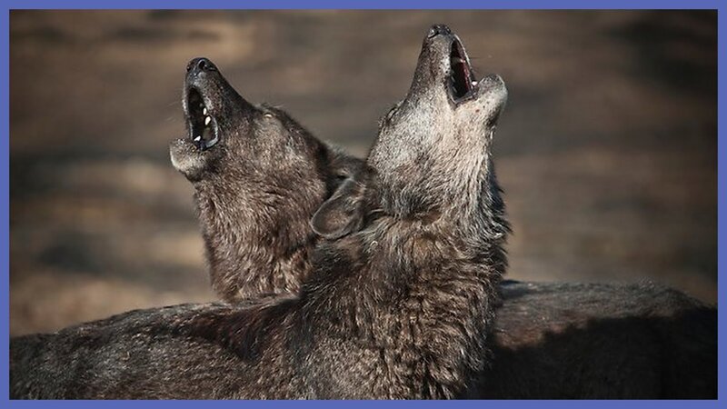 Two Wolves Howling — Gray, Dramatic, Afternoon