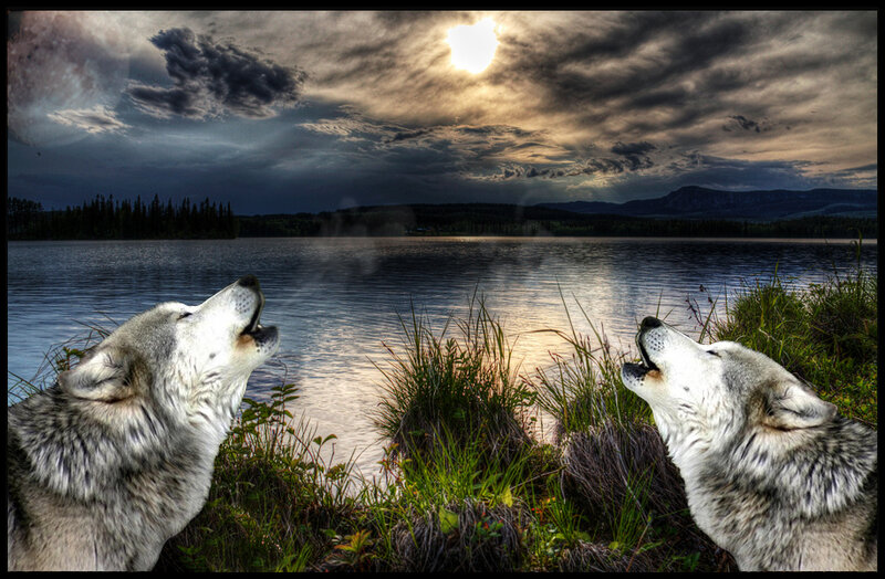 Two Wolves Howling — Gray, Dramatic, Night, Photograph