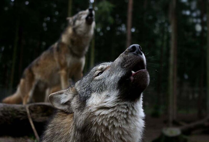 Two Wolves Howling — Gray, Dramatic, Photograph, Forest
