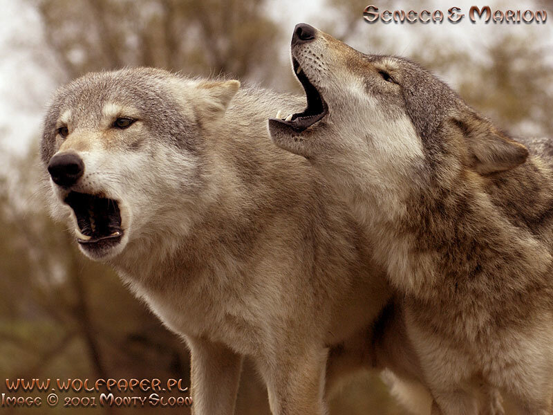 Two Wolves Howling — Gray, Dramatic, Photograph