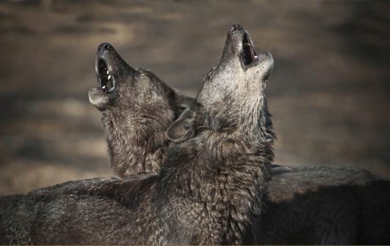 Two Wolves Howling — Gray, Dramatic, Photograph, Wolf