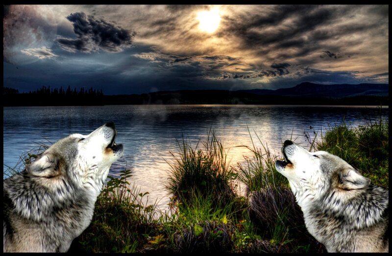 Two Wolves Howling — Gray, Dramatic, Sunset, Photograph, Lake