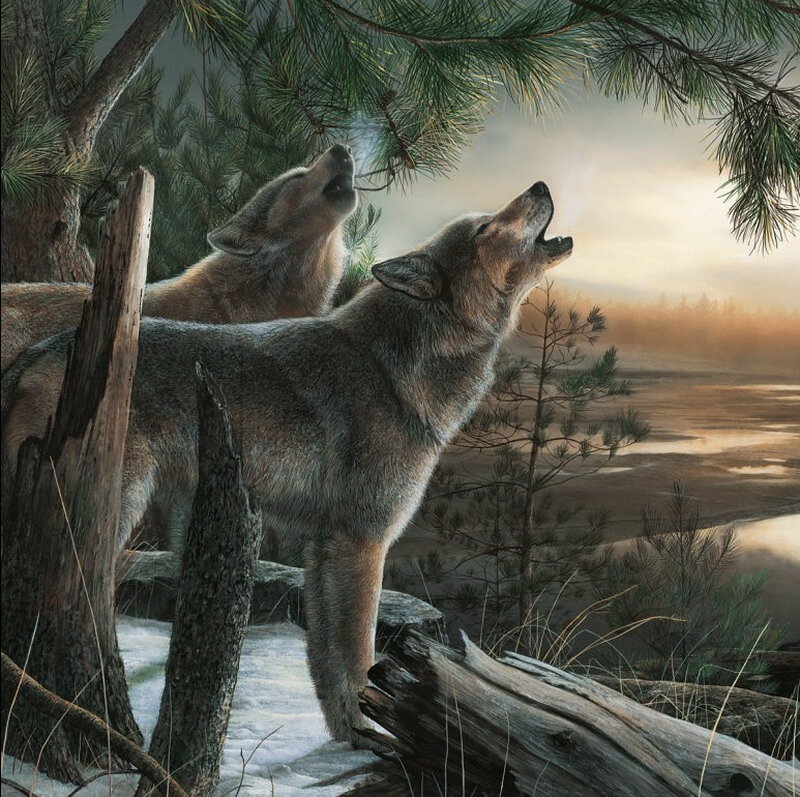Two Wolves Howling — Gray, Dramatic, Sunset