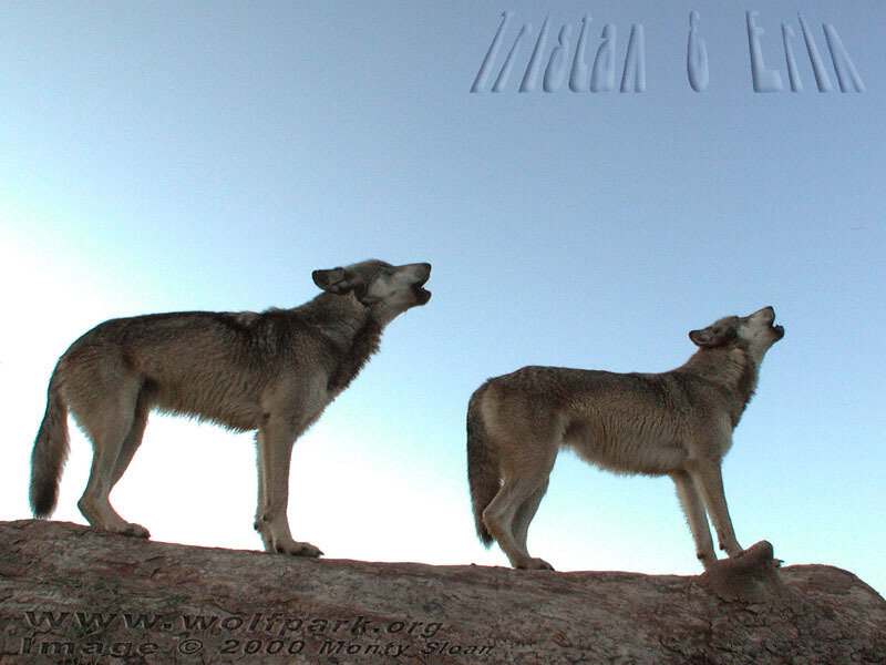 Two Wolves Howling — Gray, Dramatic