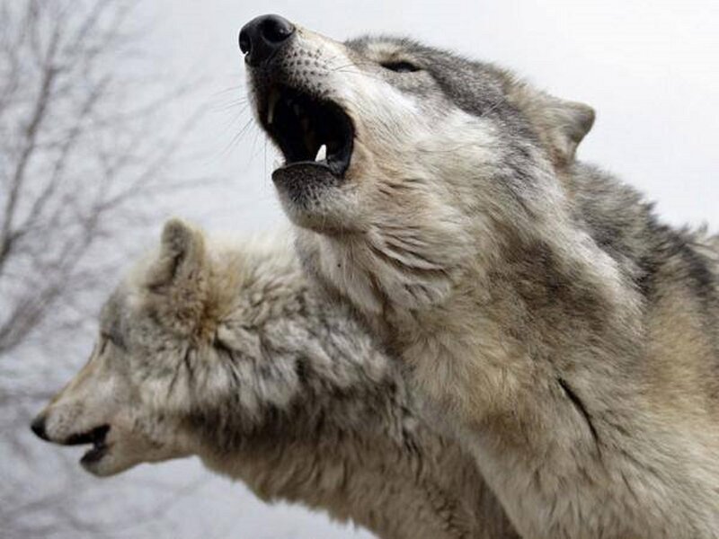 Two Wolves Howling — Gray, Dramatic, Winter, Photograph