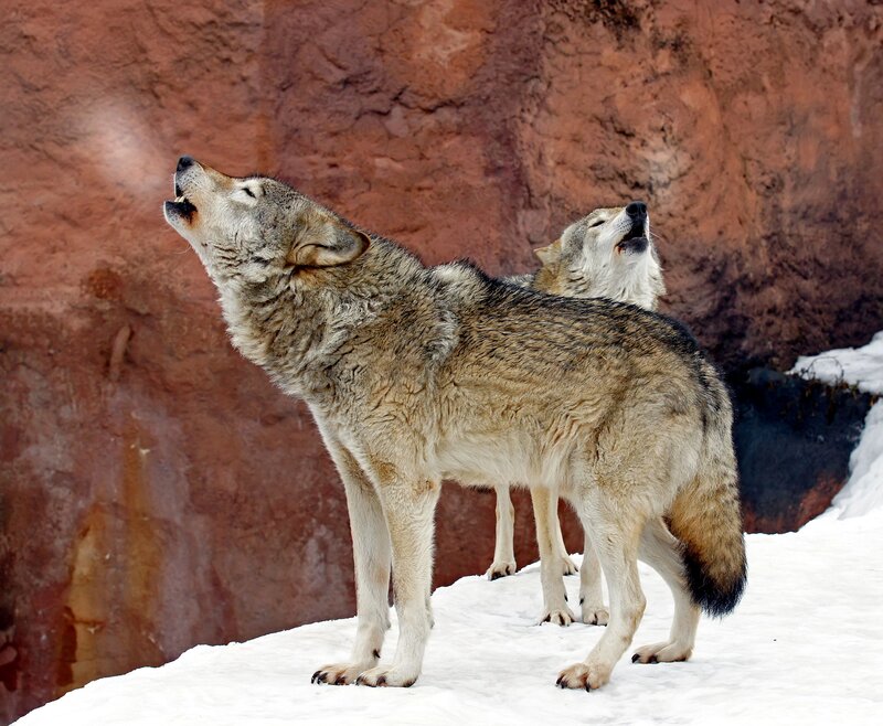 Two Wolves Howling — Gray, Dramatic, Winter
