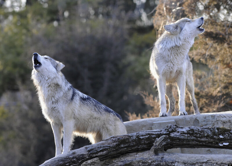 Two Wolves Howling — Gray, Natural