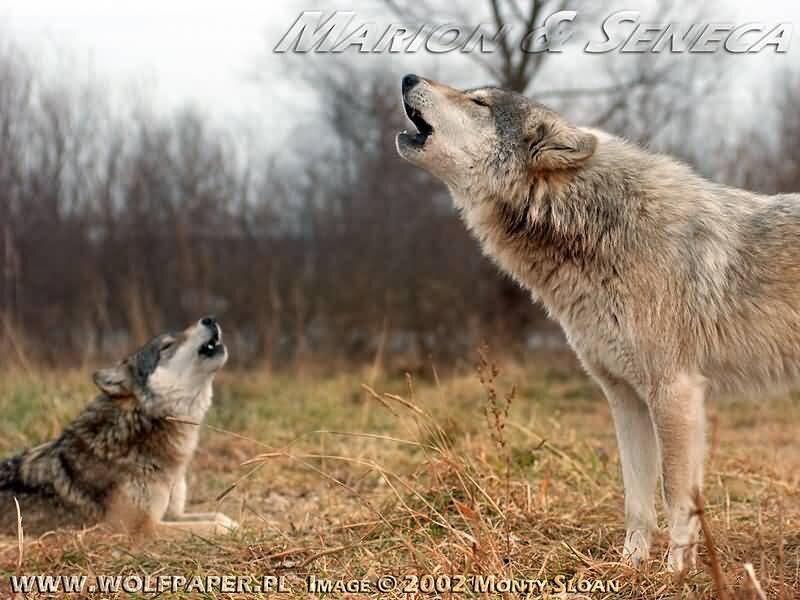Two Wolves Howling — Gray