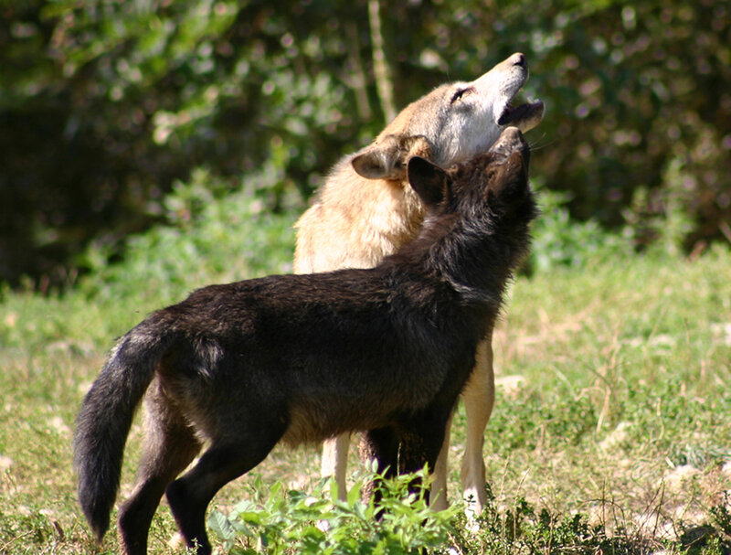 Two Wolves Howling — Green, Natural