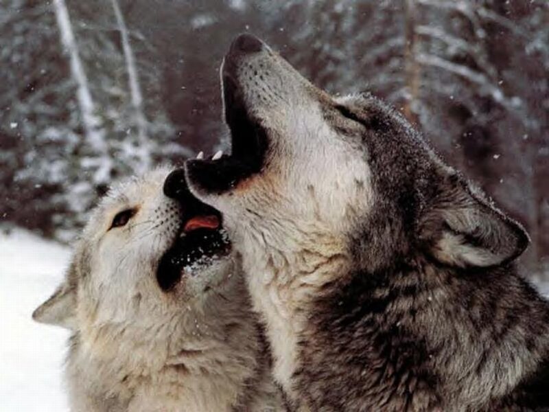 Two wolves howling in snow