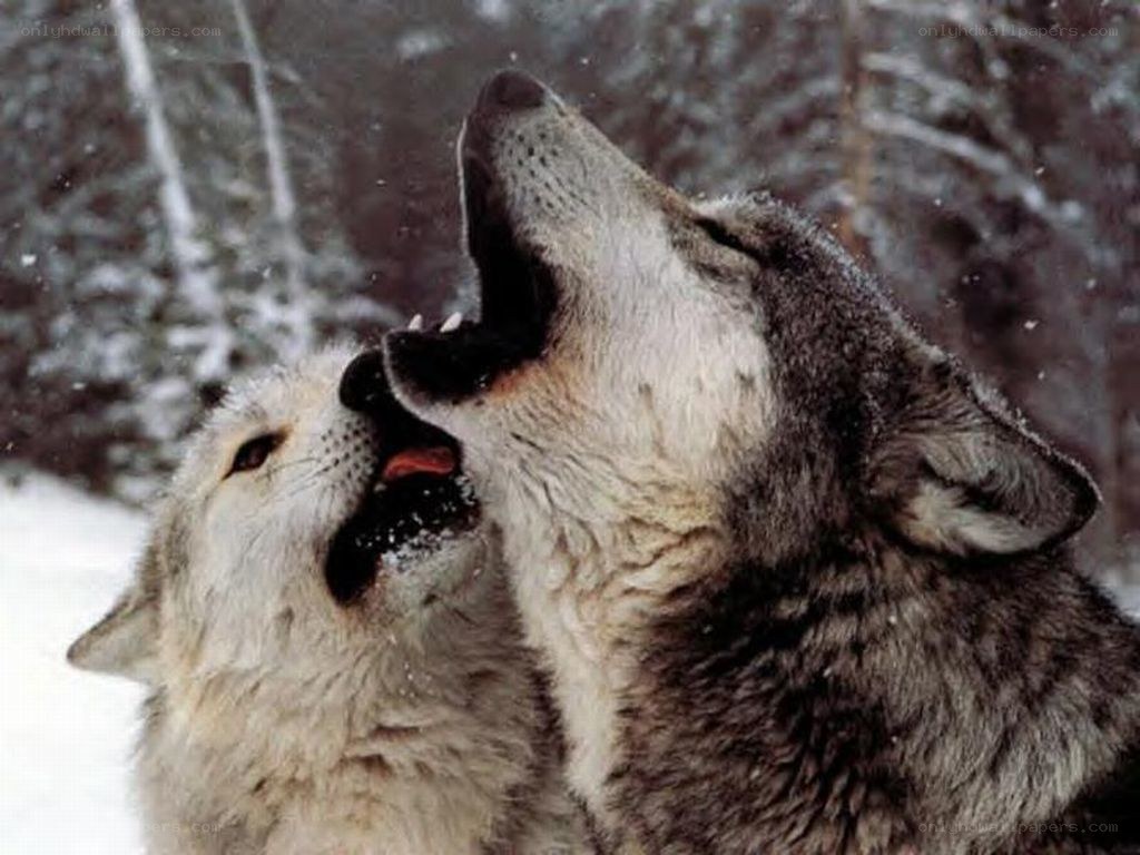 Two wolves howling in snow