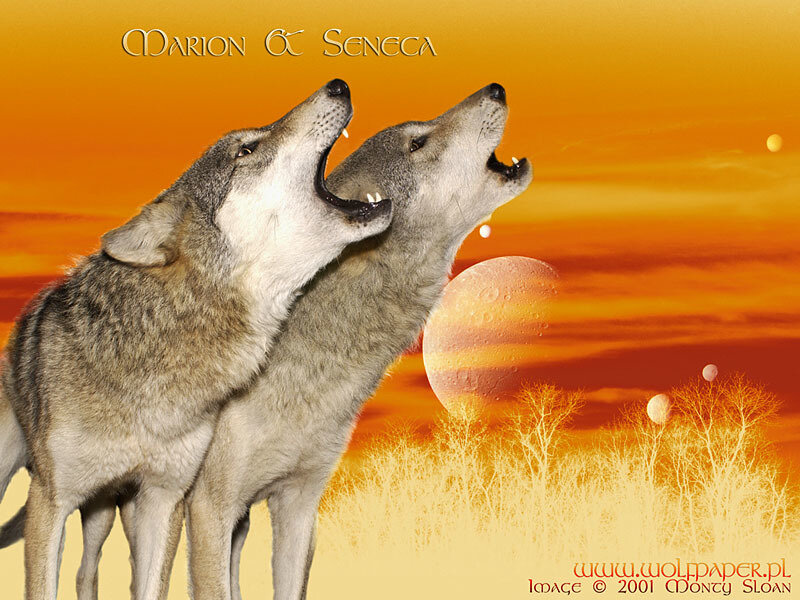 Two Wolves Howling — Orange