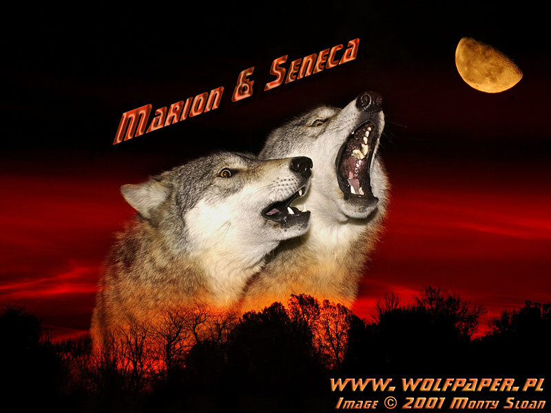 Two Wolves Howling — Red