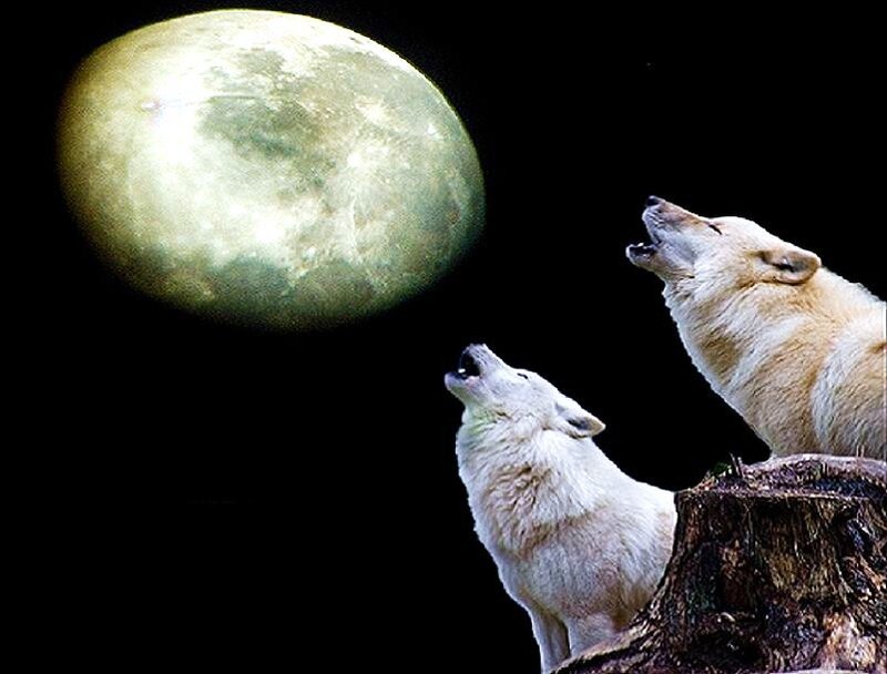 Two Wolves Howling — White, Dramatic, Night, Photograph