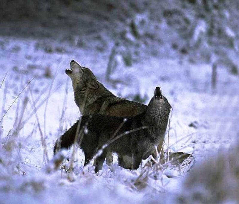 Two Wolves Howling — White, Dramatic
