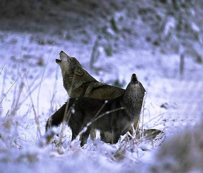 Two Wolves Howling — White, Dramatic, Winter, Photograph, Snow