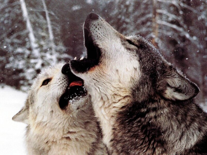 Two Wolves Howling — White, Dramatic, Winter, Photograph