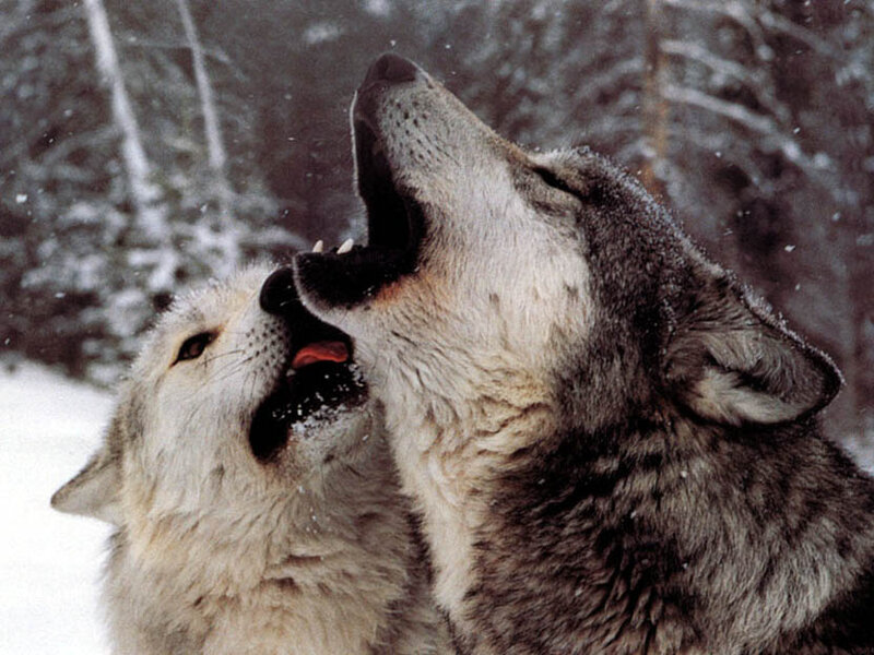 Two Wolves Howling — White, Dramatic, Winter
