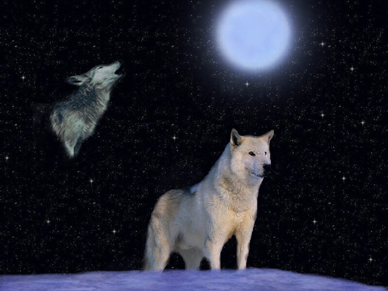 Two Wolves Howling — White, Serene