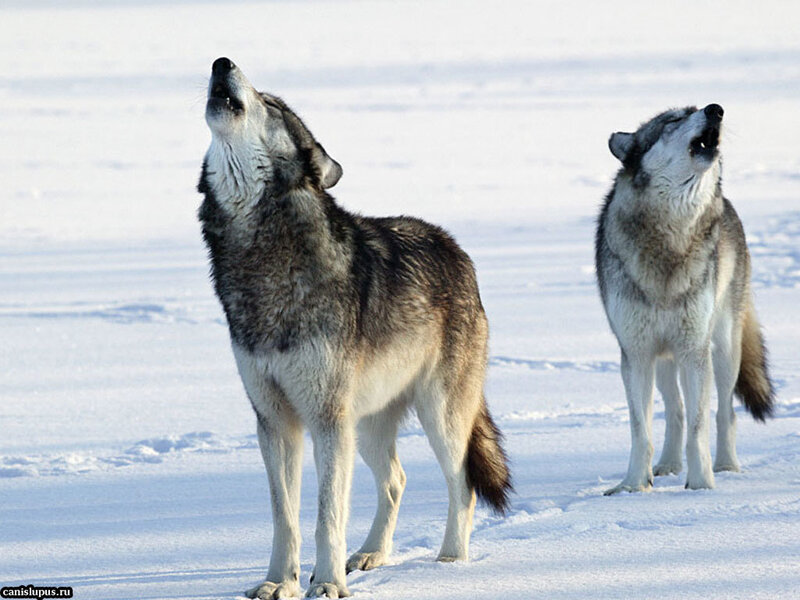 Two Wolves Howling — White, Wild