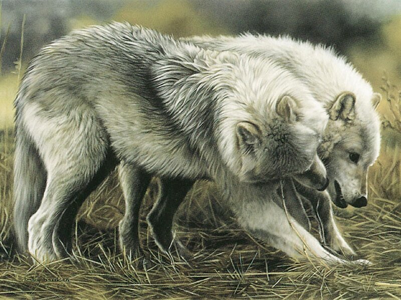 Two wolves in a field