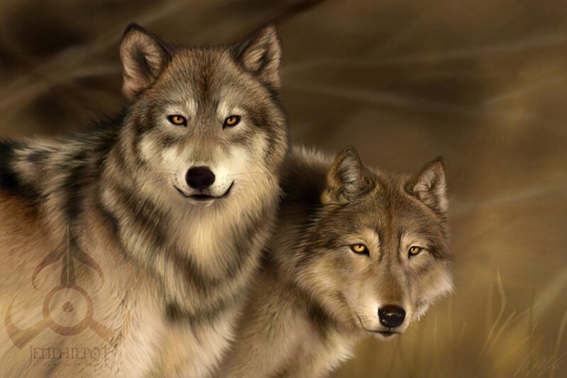 two wolves in a field