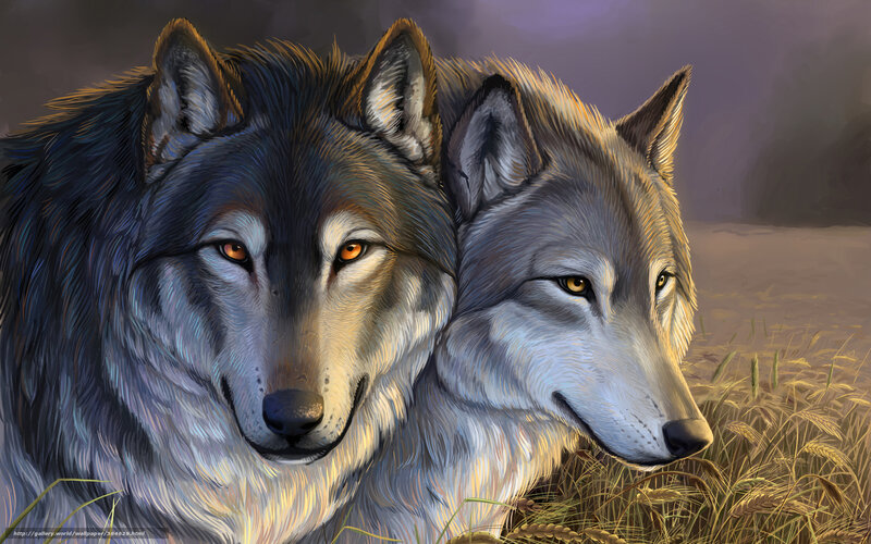 Two wolves in a field